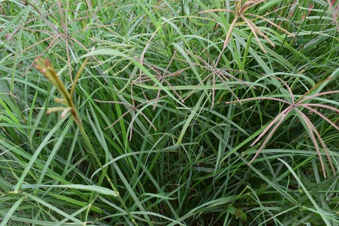 Rhodes Grass Katambora