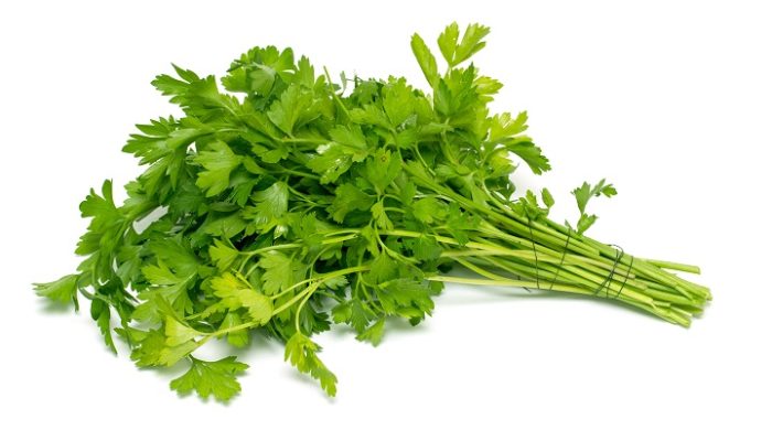 Coriander-Dhania